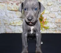 Woogie, a female Great Dane for sale in Bryant, IN – Photo 1 of 7