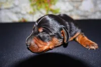 Tank, a male Miniature Dachshund for sale in Bryant, IN – Photo 8 of 9