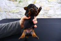 Tank, a male Miniature Dachshund for sale in Bryant, IN – Photo 3 of 9