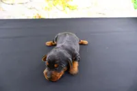 Tank, a male Miniature Dachshund for sale in Bryant, IN – Photo 7 of 9