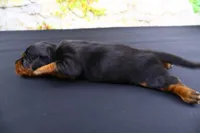 Tank, a male Miniature Dachshund for sale in Bryant, IN – Photo 6 of 9