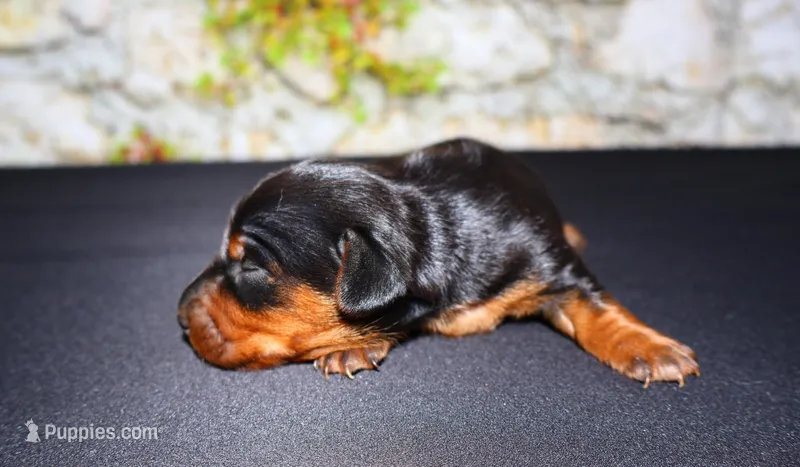 Tank, a male Miniature Dachshund for sale in Bryant, IN – Photo 1 of 9