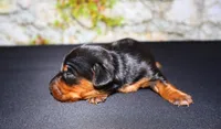 Tank, a male Miniature Dachshund for sale in Bryant, IN – Photo 1 of 9