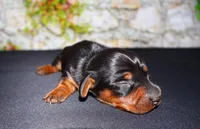 Tank, a male Miniature Dachshund for sale in Bryant, IN – Photo 2 of 9