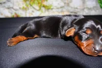 Tank, a male Miniature Dachshund for sale in Bryant, IN – Photo 9 of 9
