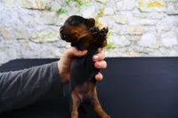 Tank, a male Miniature Dachshund for sale in Bryant, IN – Photo 4 of 9
