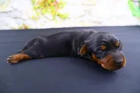 Tank, a male Miniature Dachshund for sale in Bryant, IN – Photo 5 of 9