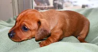 Copper, a male Miniature Dachshund for sale in Bryant, IN – Photo 3 of 8