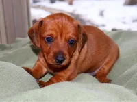 Copper, a male Miniature Dachshund for sale in Bryant, IN – Photo 5 of 8
