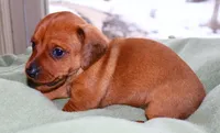 Copper, a male Miniature Dachshund for sale in Bryant, IN – Photo 6 of 8