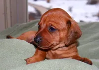 Copper, a male Miniature Dachshund for sale in Bryant, IN – Photo 8 of 8
