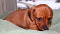 Copper, a male Miniature Dachshund for sale in Bryant, IN – Photo 7 of 8