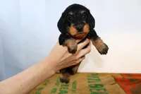 Sadi, a female Miniature Dachshund for sale in Bryant, IN – Photo 1 of 10