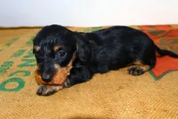 Sadi, a female Miniature Dachshund for sale in Bryant, IN – Photo 5 of 10
