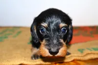 Sadi, a female Miniature Dachshund for sale in Bryant, IN – Photo 4 of 10