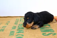 Sadi, a female Miniature Dachshund for sale in Bryant, IN – Photo 6 of 10