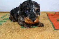 Two Face, a male Miniature Dachshund for sale in Bryant, IN – Photo 8 of 10