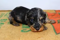 Two Face, a male Miniature Dachshund for sale in Bryant, IN – Photo 5 of 10