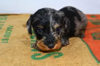 Two Face, a male Miniature Dachshund for sale in Bryant, IN – Photo 4 of 10