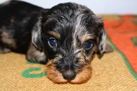 Two Face, a male Miniature Dachshund for sale in Bryant, IN – Photo 10 of 10