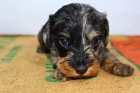 Two Face, a male Miniature Dachshund for sale in Bryant, IN – Photo 3 of 10