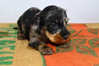 Two Face, a male Miniature Dachshund for sale in Bryant, IN – Photo 6 of 10