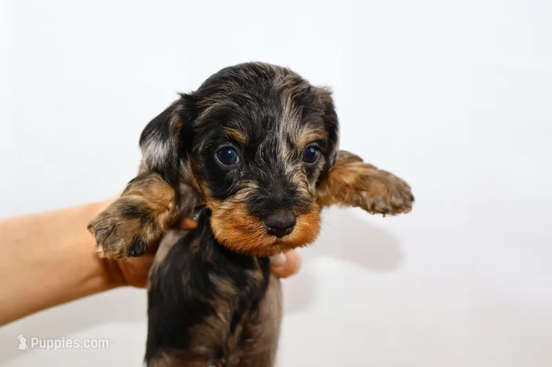 Two Face – Miniature Dachshund puppy for sale in Bryant, IN