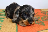 Two Face, a male Miniature Dachshund for sale in Bryant, IN – Photo 9 of 10
