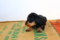 Jack, a male Miniature Dachshund for sale in Bryant, IN – Photo 3 of 9