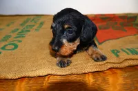 Jack, a male Miniature Dachshund for sale in Bryant, IN – Photo 9 of 9