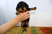 Jack, a male Miniature Dachshund for sale in Bryant, IN – Photo 2 of 9