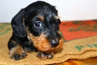 Jack, a male Miniature Dachshund for sale in Bryant, IN – Photo 6 of 9