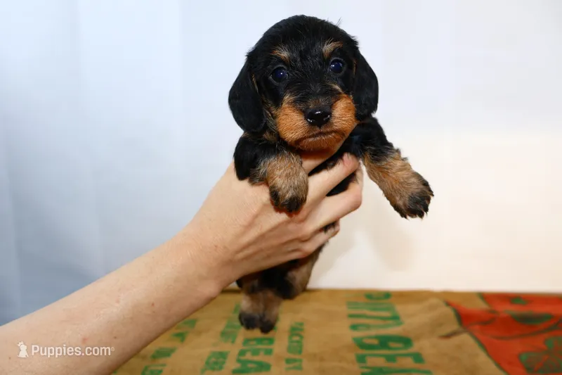 Jack – Miniature Dachshund puppy for sale in Bryant, IN