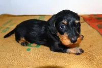 Jack, a male Miniature Dachshund for sale in Bryant, IN – Photo 8 of 9