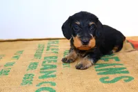 Jack, a male Miniature Dachshund for sale in Bryant, IN – Photo 4 of 9