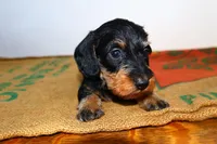 Jack, a male Miniature Dachshund for sale in Bryant, IN – Photo 7 of 9