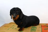 Darnell, a male Miniature Dachshund for sale in Bryant, IN – Photo 5 of 10