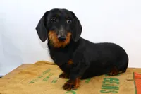 Darnell, a male Miniature Dachshund for sale in Bryant, IN – Photo 3 of 10