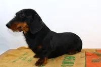 Darnell, a male Miniature Dachshund for sale in Bryant, IN – Photo 7 of 10