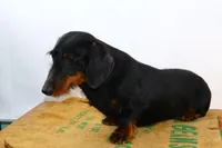 Darnell, a male Miniature Dachshund for sale in Bryant, IN – Photo 2 of 10