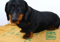 Darnell, a male Miniature Dachshund for sale in Bryant, IN – Photo 8 of 10
