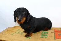 Darnell, a male Miniature Dachshund for sale in Bryant, IN – Photo 4 of 10