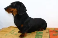 Darnell, a male Miniature Dachshund for sale in Bryant, IN – Photo 10 of 10