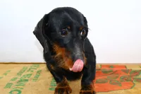 Darnell, a male Miniature Dachshund for sale in Bryant, IN – Photo 1 of 10