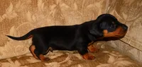 Milo, a male Miniature Dachshund for sale in Bryant, IN – Photo 2 of 10