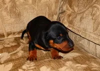 Milo, a male Miniature Dachshund for sale in Bryant, IN – Photo 4 of 10