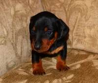Milo, a male Miniature Dachshund for sale in Bryant, IN – Photo 9 of 10
