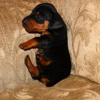 Milo, a male Miniature Dachshund for sale in Bryant, IN – Photo 6 of 10