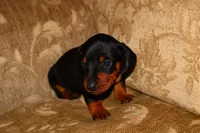 Milo, a male Miniature Dachshund for sale in Bryant, IN – Photo 1 of 10