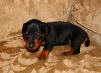 Milo, a male Miniature Dachshund for sale in Bryant, IN – Photo 5 of 10